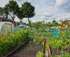 New Spings Allotments